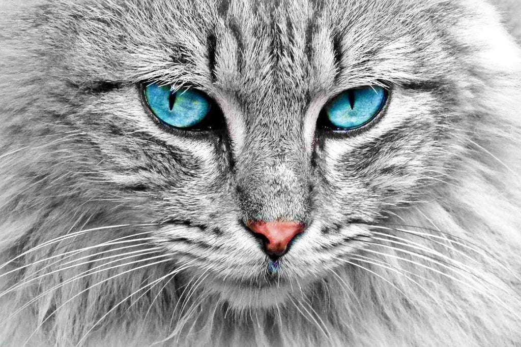 Baby Blue Kitty Eyes — Diamond Painting Kit