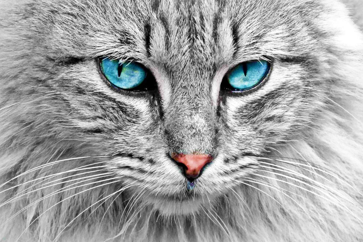 Baby Blue Kitty Eyes — Diamond Painting Kit