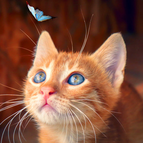 Butterfly Eyes — Diamond Painting Kit