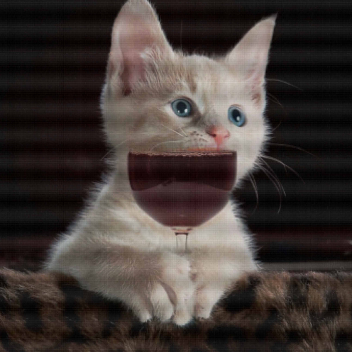 Cat Wine — Diamond Painting Kit