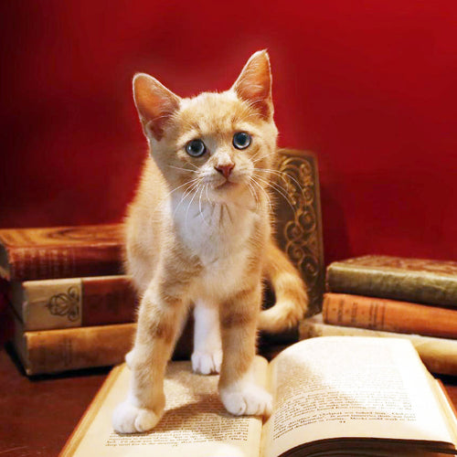Curious Cat — Diamond Painting Kit