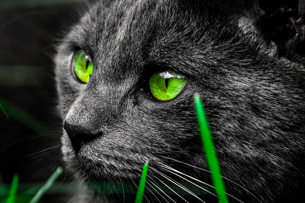 Emerald Eyes — Diamond Painting Kit