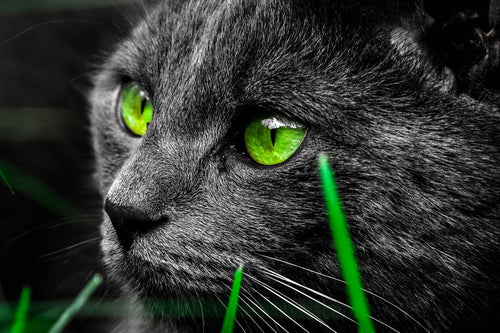 Emerald Eyes — Diamond Painting Kit