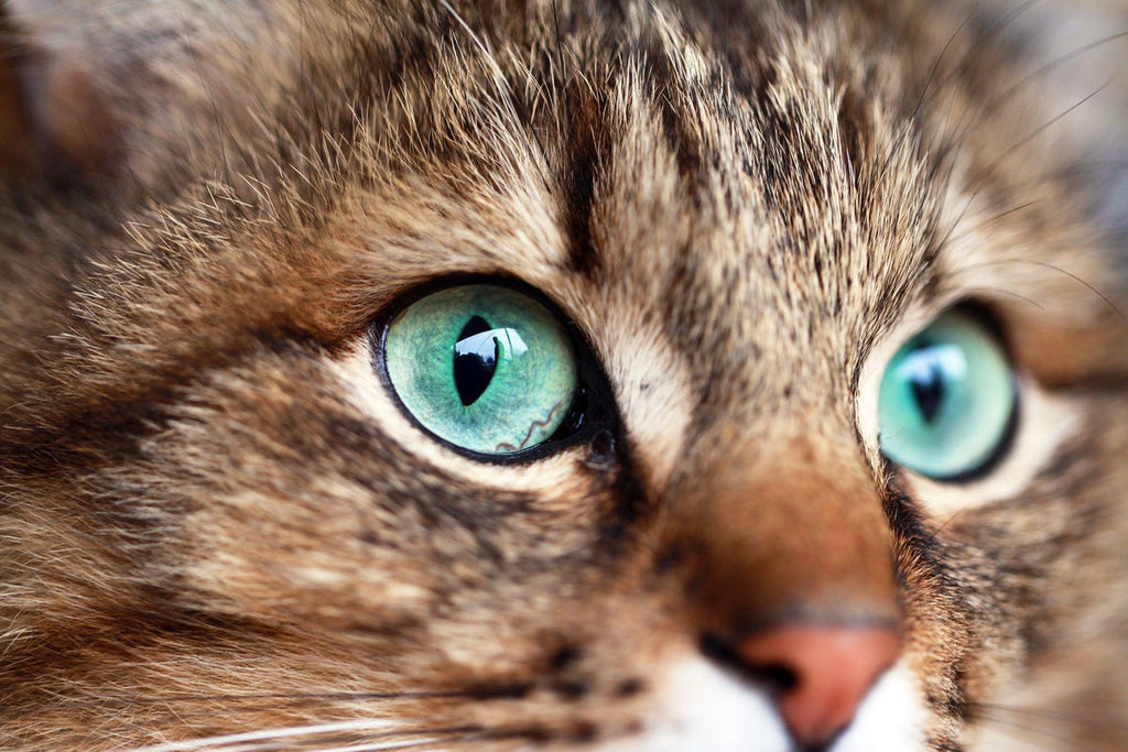 Orion Eyes — Diamond Painting Kit