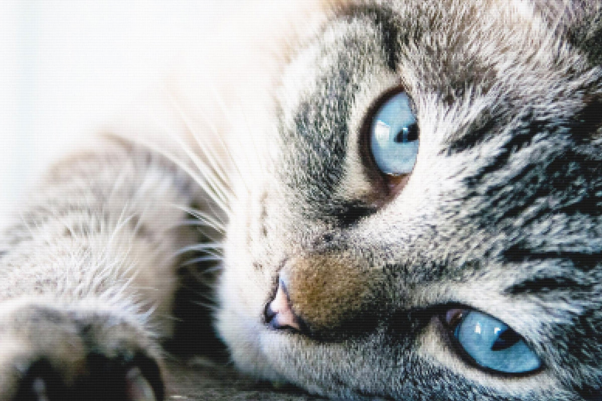 Tabby Baby Blues — Diamond Painting Kit