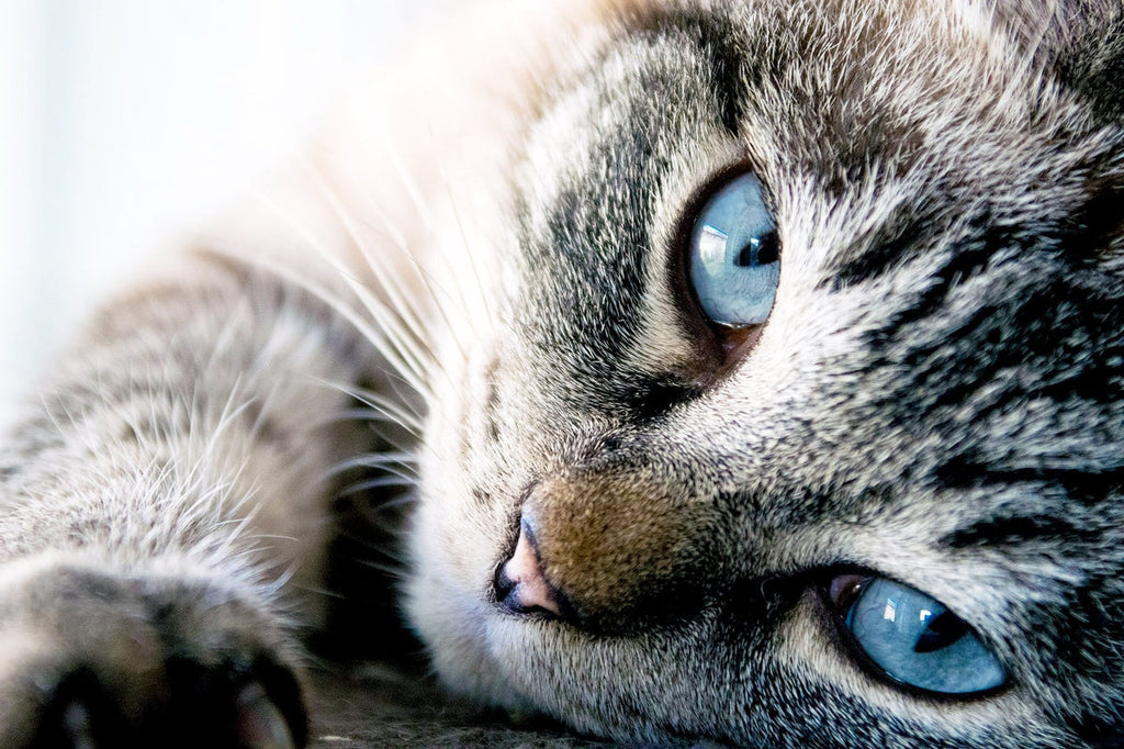 Tabby Baby Blues — Diamond Painting Kit