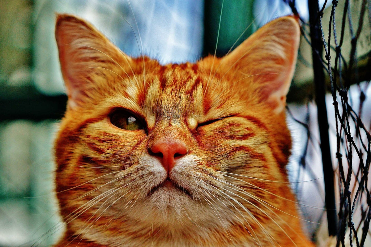Wink Wink — Diamond Painting Kit