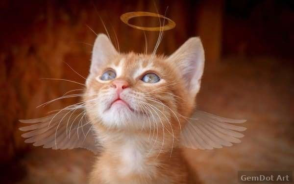 Angel Kitty — Diamond Painting Kit