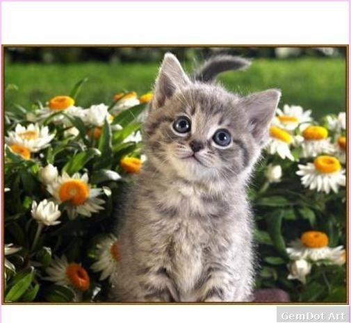 Cute Kitty - Starter Edition — Diamond Painting Kit