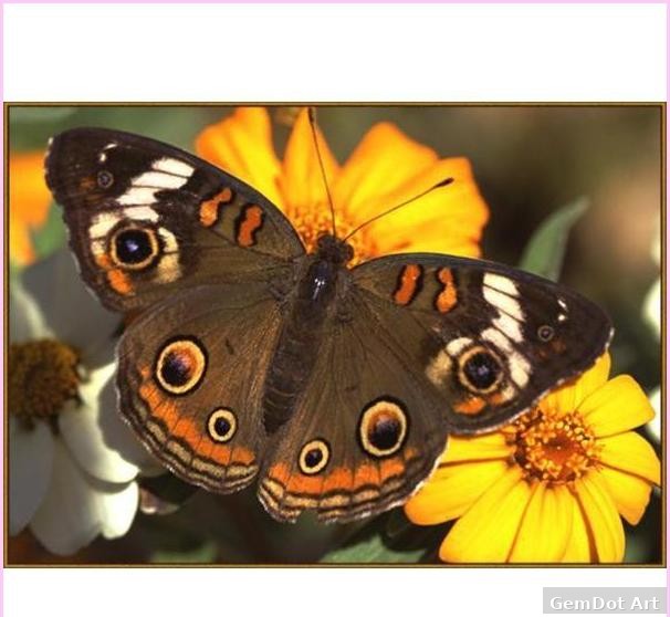 Monarch Butterfly - Starter Edition — Diamond Painting Kit