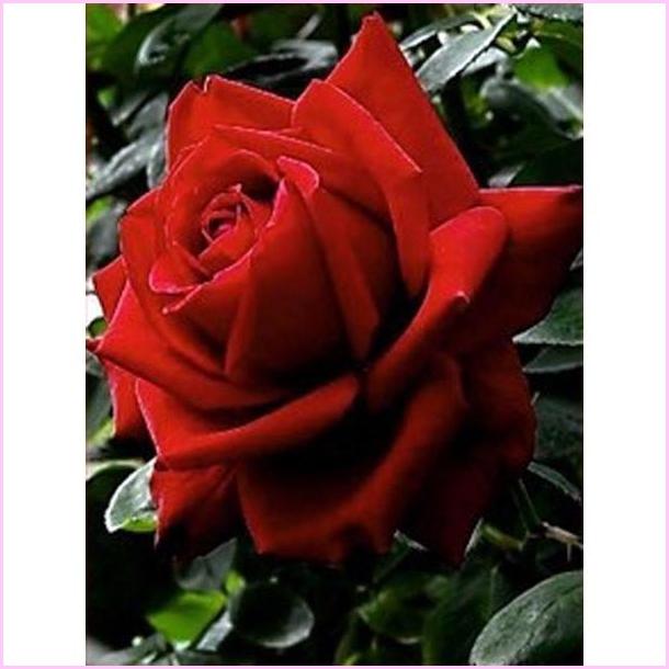Pretty Delicate Rose - Starter Edition — Diamond Painting Kit