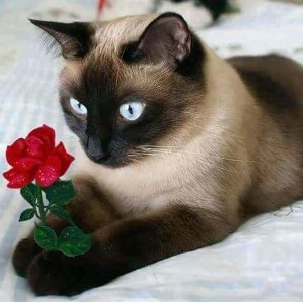 Romeo Kitty — Diamond Painting Kit