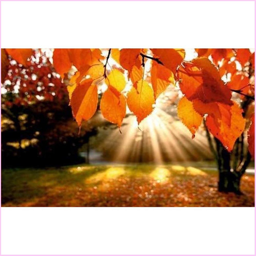 Sunshine Through Autumn Leaves - Starter Edition — Diamond Painting Kit